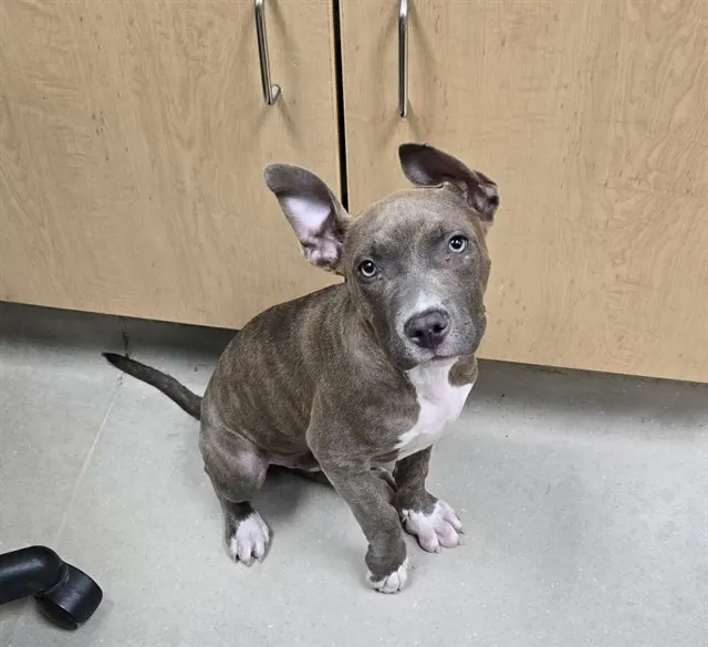 Adoptable Dog