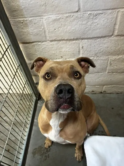 Adoptable Dog