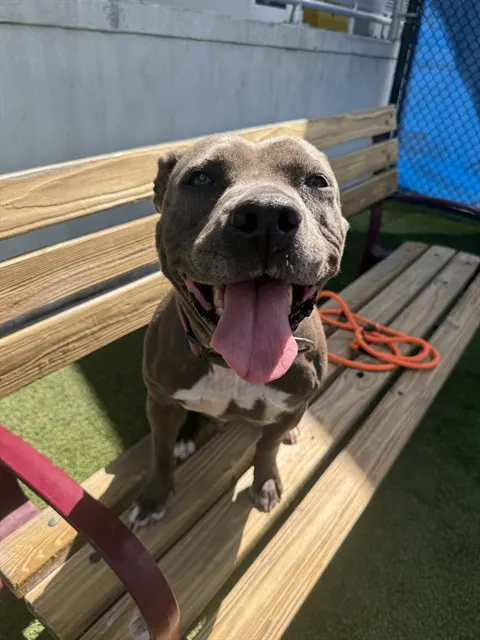 Rosie