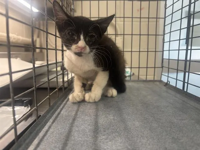 Adoptable Cat