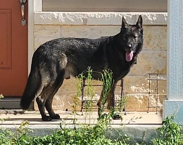 Odin