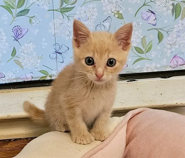 Clyde