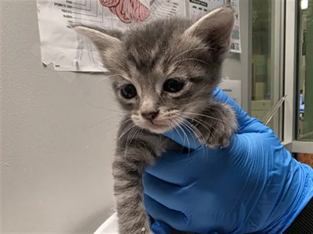 Adoptable Cat