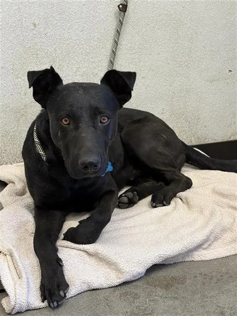 Adoptable Dog