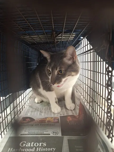 Adoptable Cat