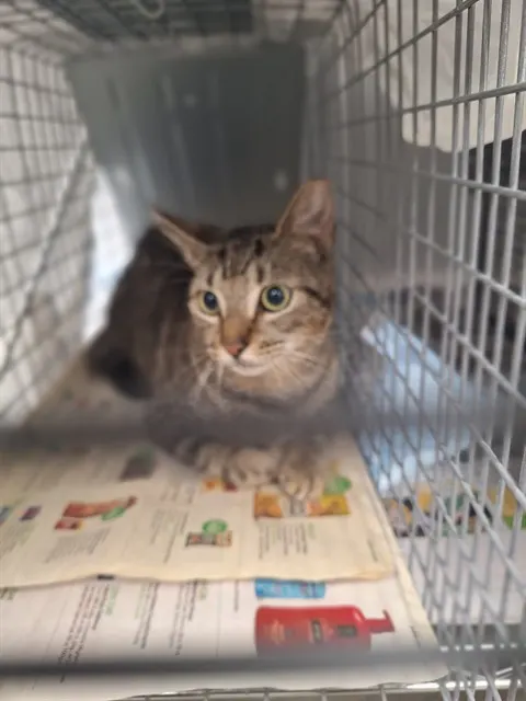 Adoptable Cat