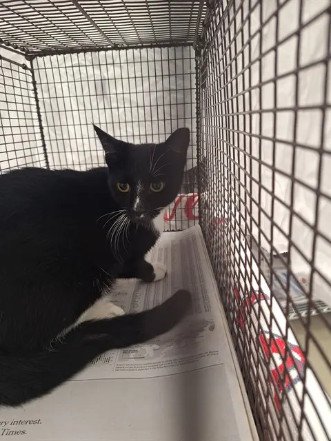 Adoptable Cat
