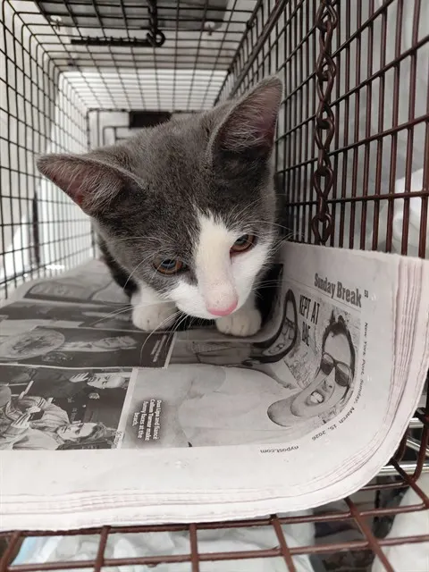 Adoptable Cat