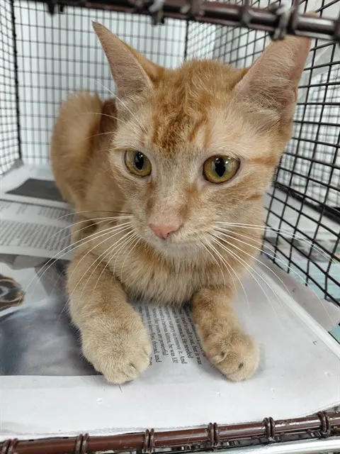 Adoptable Cat