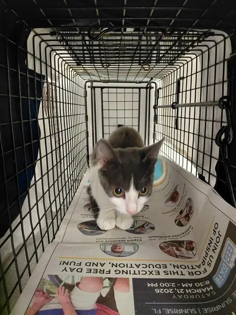 Adoptable Cat