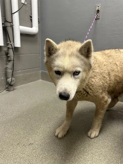 Oso
