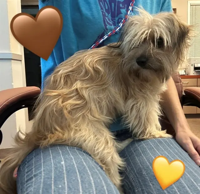 Adoptable Dog