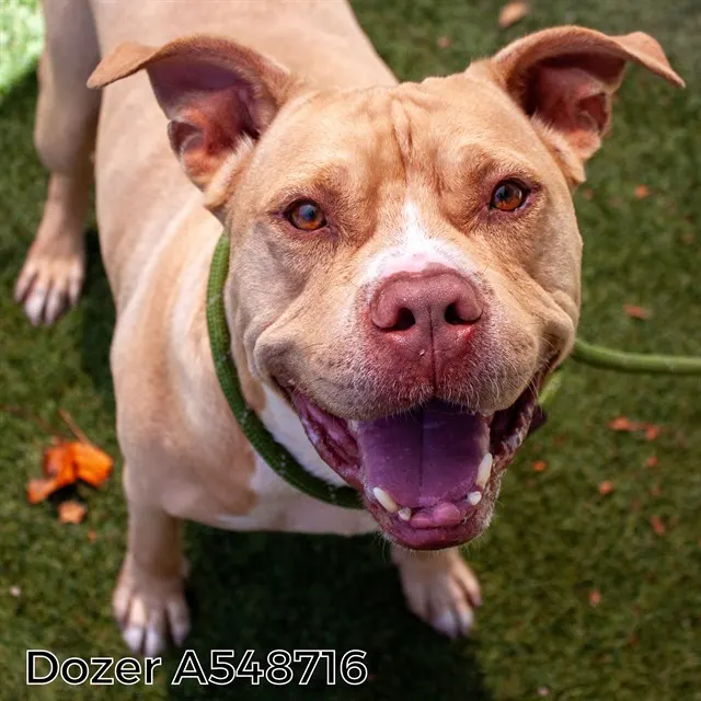 Dozer