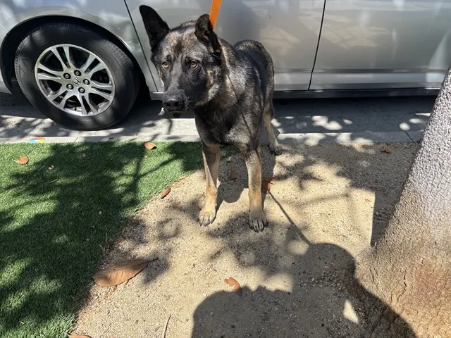 Adoptable Dog