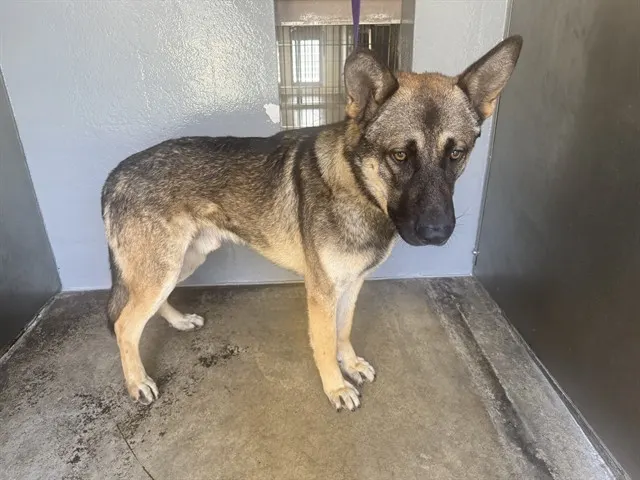 Adoptable Dog