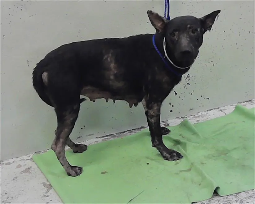 Adoptable Dog