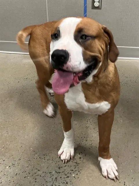Adoptable Dog