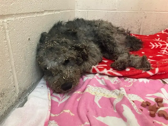 Adoptable Dog