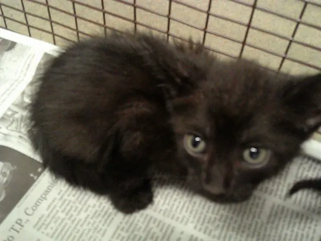 Adoptable Cat