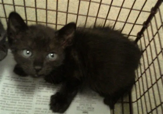 Adoptable Cat
