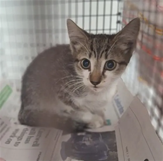 Adoptable Cat