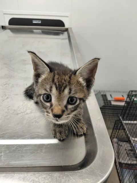 Adoptable Cat
