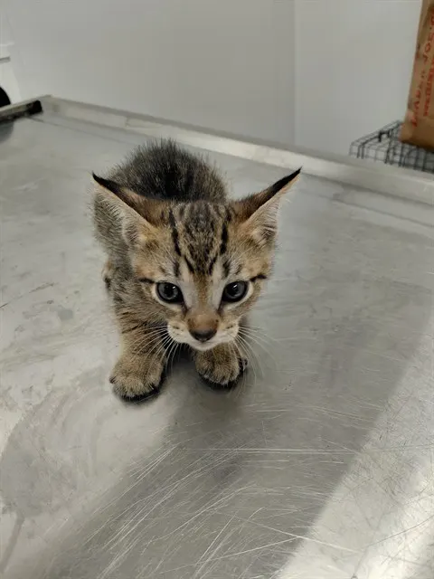 Adoptable Cat