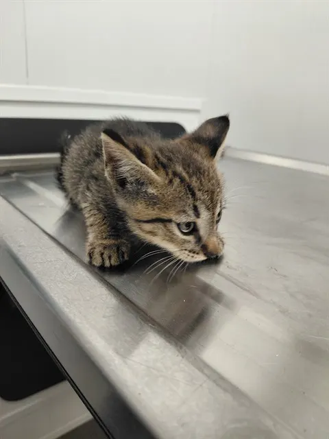 Adoptable Cat