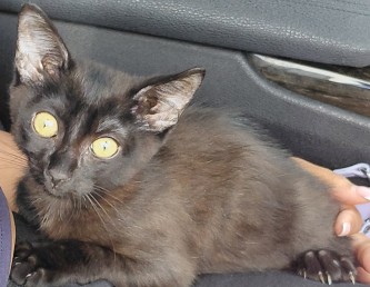 Adoptable Cat