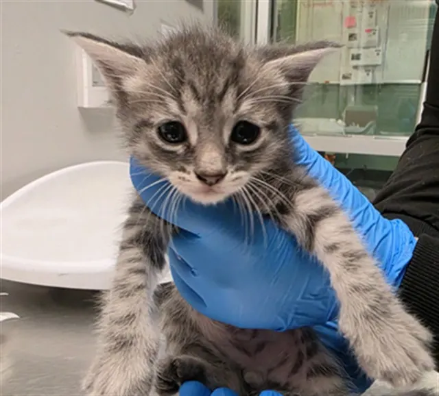 Adoptable Cat