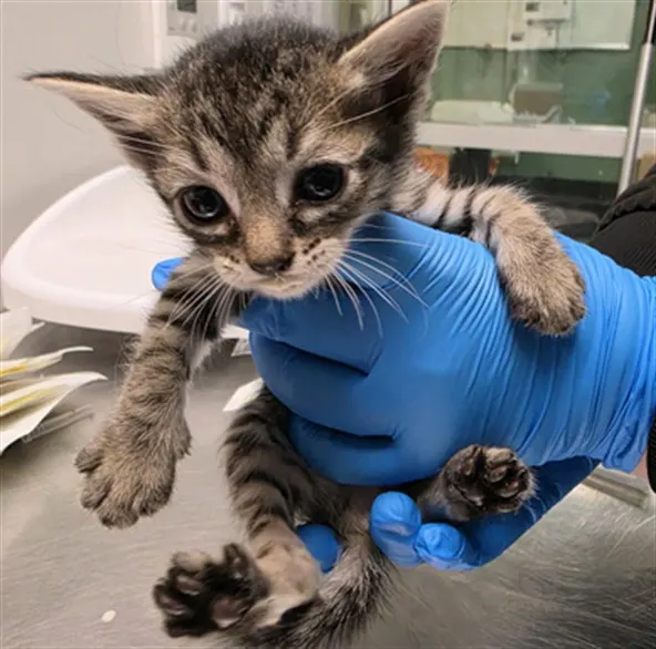 Adoptable Cat