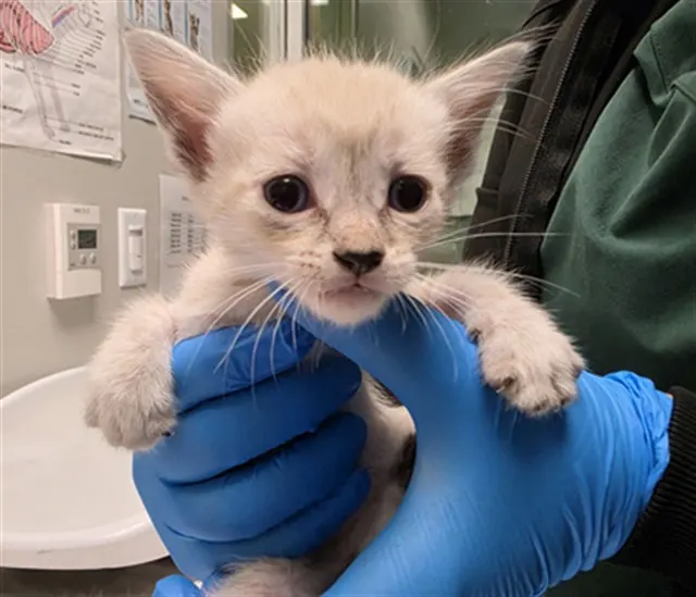 Adoptable Cat