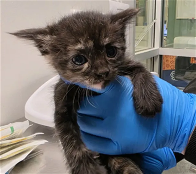 Adoptable Cat