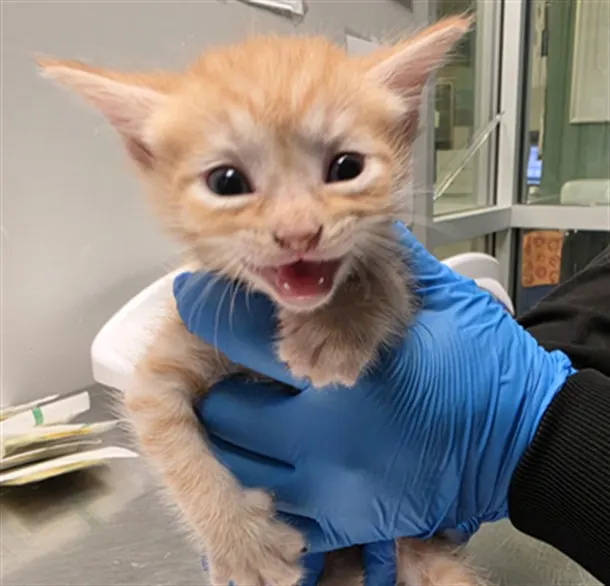 Adoptable Cat