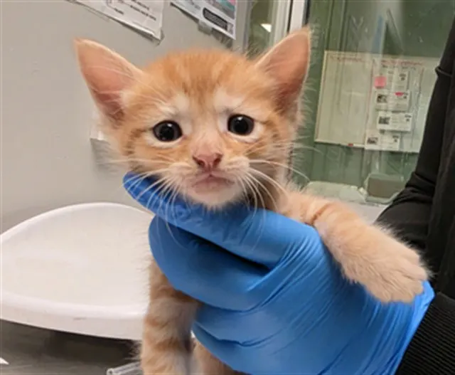 Adoptable Cat