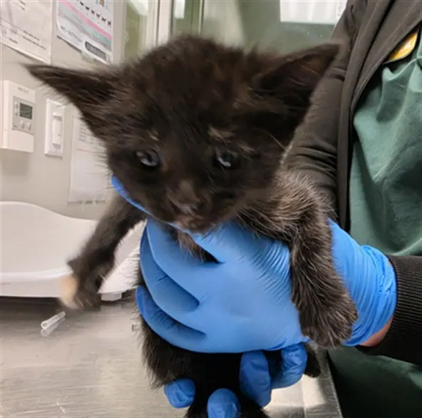 Adoptable Cat
