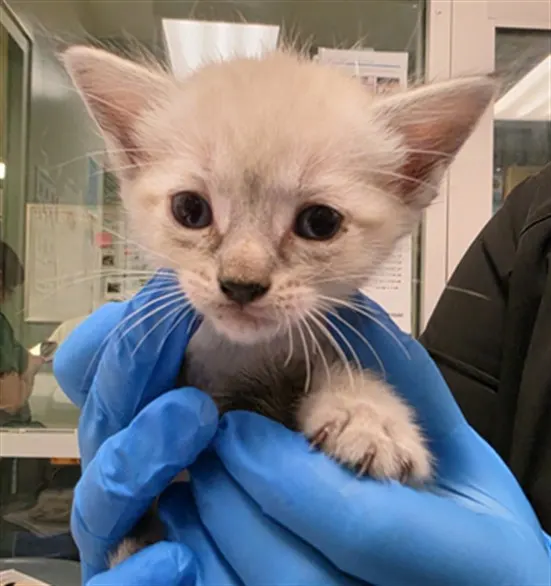 Adoptable Cat