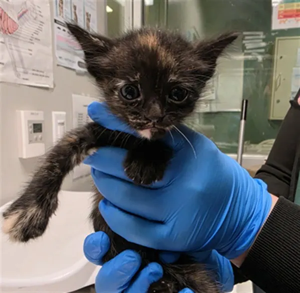 Adoptable Cat