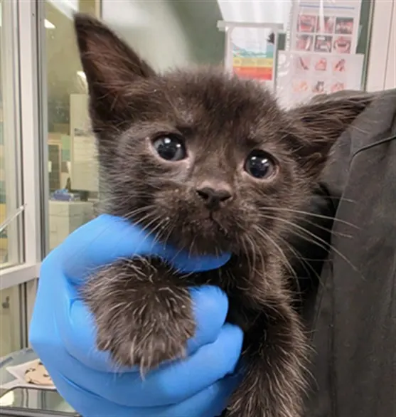 Adoptable Cat