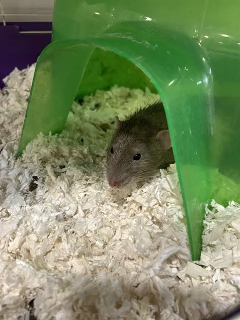 Regi