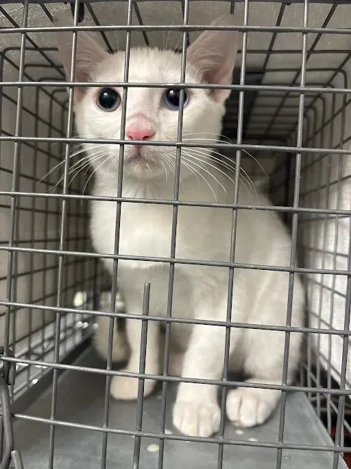 Yuki