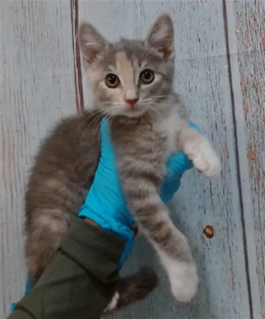 Purrlina