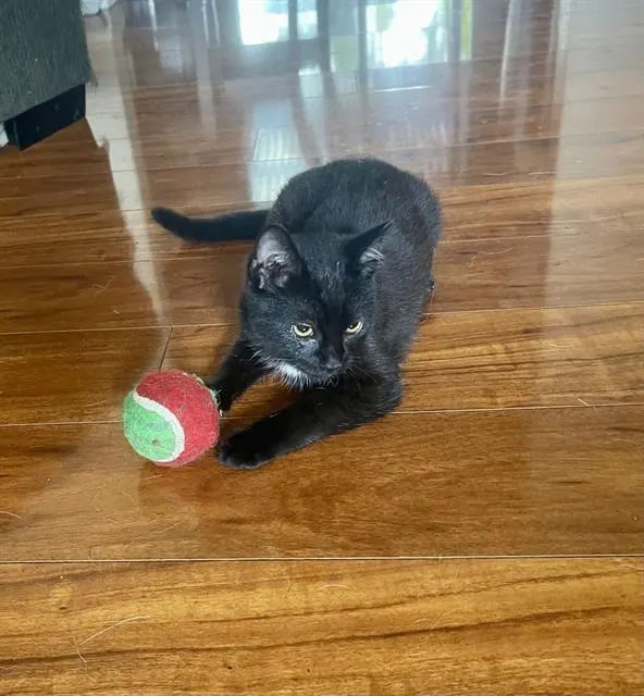 Franklin