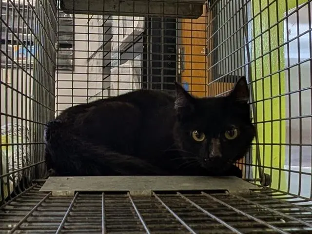 Barn Cat Medusa