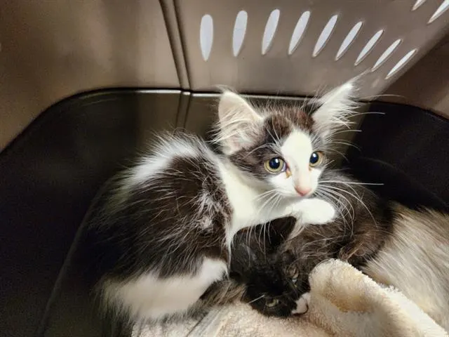 Adoptable Cat
