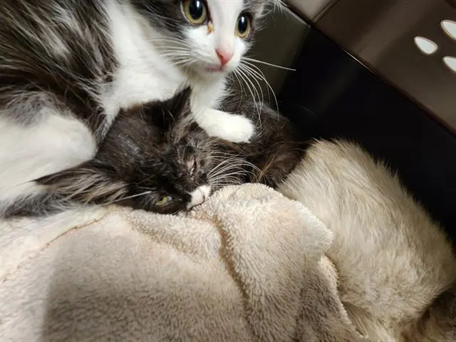 Adoptable Cat