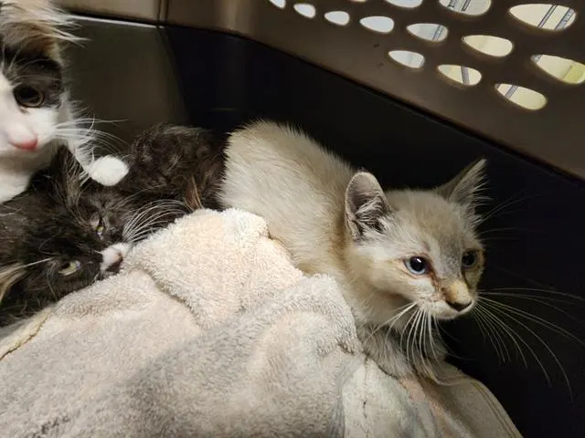Adoptable Cat