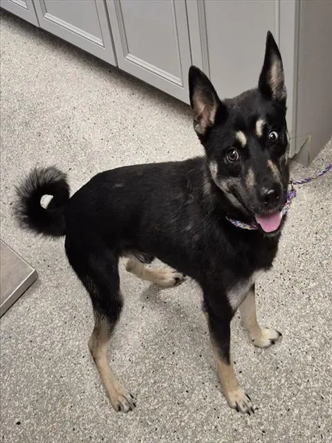 Zoomie
