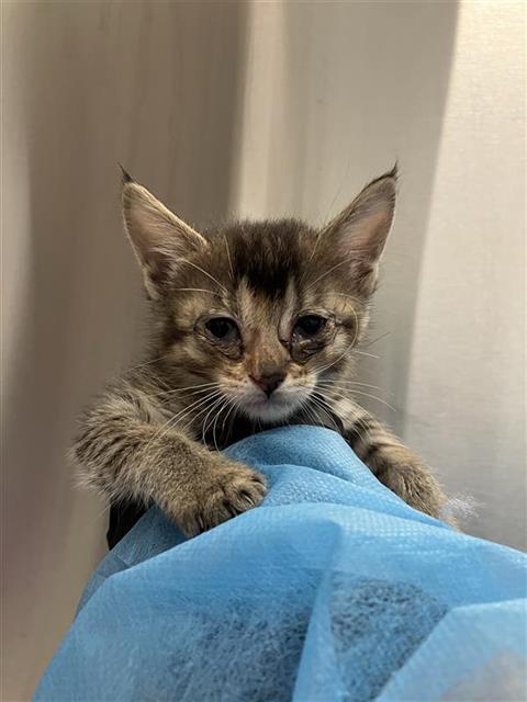 Adoptable Cat