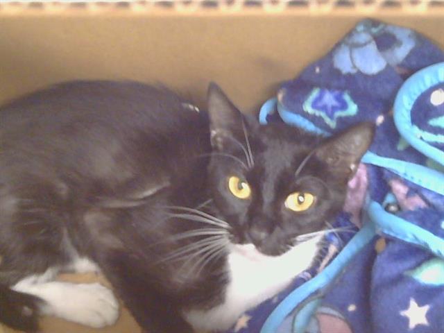 Adoptable Cat
